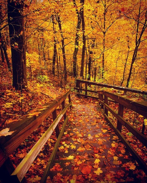 The Awesome Hike Near Cincinnati That Will Take You To The Most Spectacular Fall Foliage In The Area