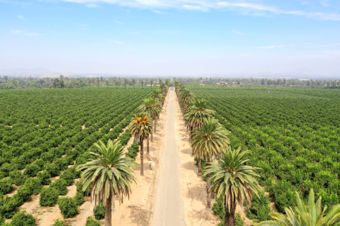 Stroll Through The Citrus Groves At This Majestic 248-Acre Park In Southern California