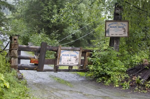 The One-Of-A-Kind Park In Alaska Where You Can See Moose Up Close