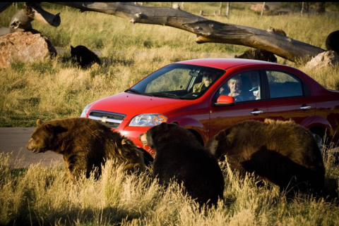 The One-Of-A-Kind South Dakota Wildlife Park That Is Perfect For A Day Trip