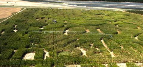 Get Lost In This Awesome 20-Acre Corn Maze In South Carolina This Autumn