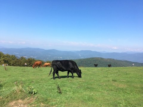 The Hilltop Hike In North Carolina That Will Lead You Straight To A Spectacular View