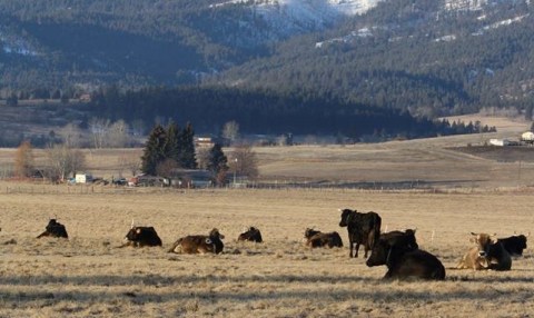 You'll Have Loads Of Fun At This Dairy Farm In Montana With Incredible Milk And Cheese