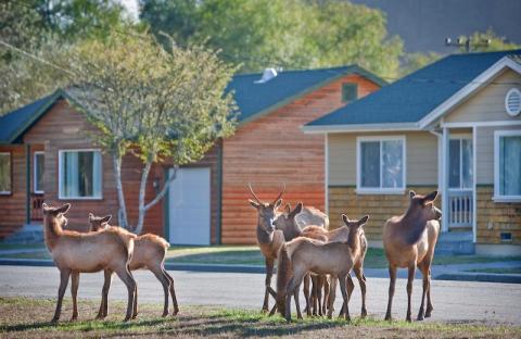 These Dreamy Forest Cabins Are Hiding In An Elk-Filled Meadow In Northern California