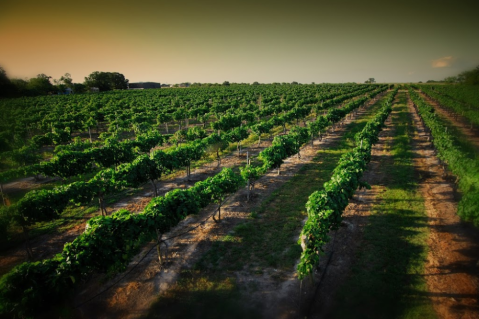 The Old Farm In Texas That's A Winery, Bed & Breakfast, And General Store All In One