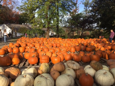 There's No Better Time To Visit This Charming Fruit Farm Near Cleveland