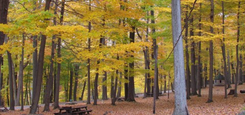 This Easy Fall Hike In West Virginia Is Under 2 Miles And You'll Love Every Step You Take