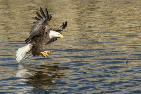 This Louisiana State Park Is A Haven For Bald Eagles And You Need To See It