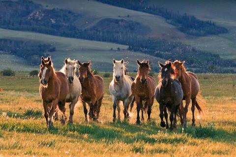 The One-Of-A-Kind Park In Wyoming Where You Can See Wild Horses Up Close