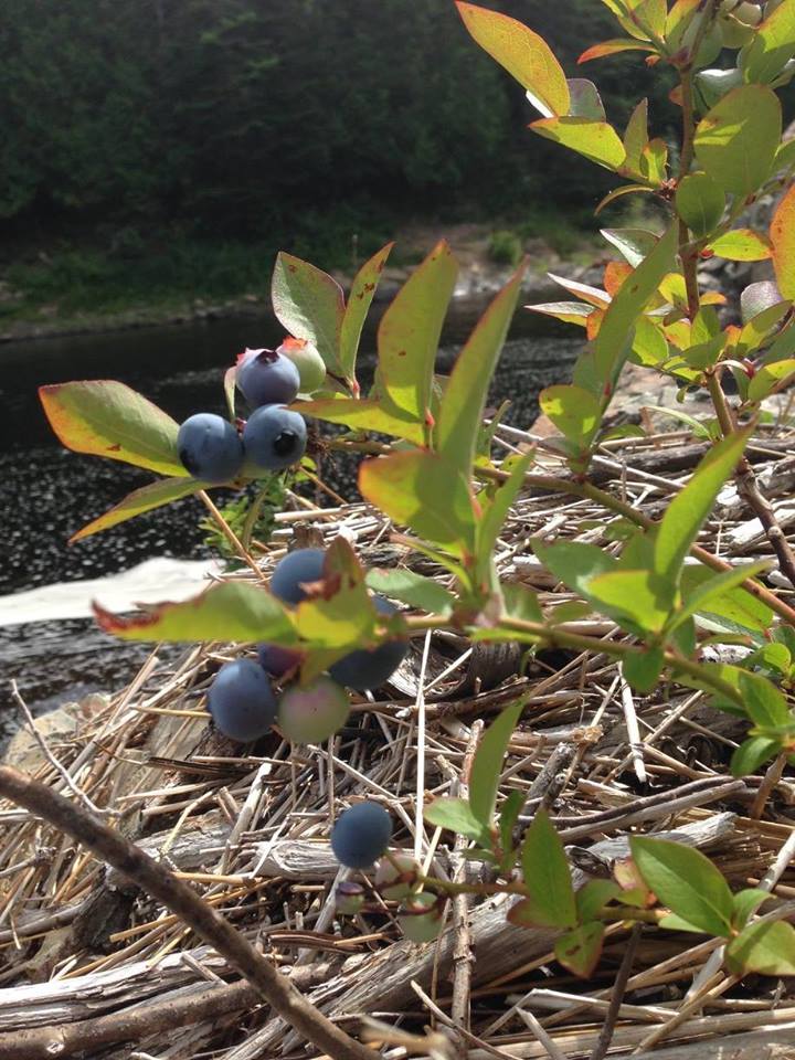 wild blueberry land