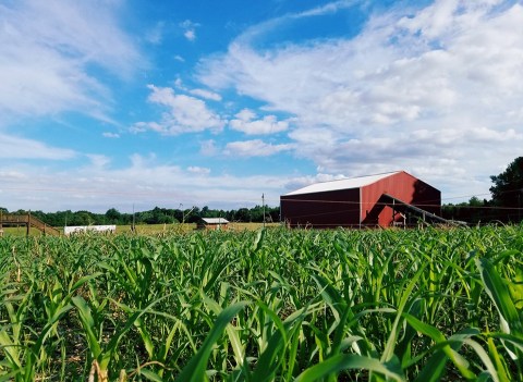 This Haunted Corn Field In Kentucky Is The Scariest Thing You'll Encounter This Season