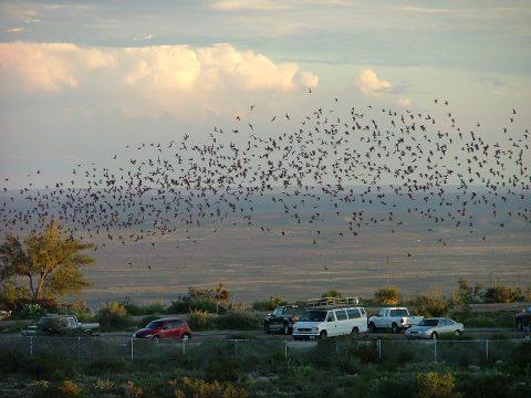 This One-Of-A-Kind Experience Can Only Be Had In New Mexico And It's Amazing