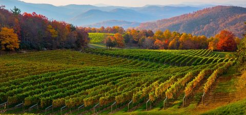 Why This Scenic North Carolina Town Could Soon Be The Next Napa Valley