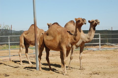 A Visit To This One Of A Kind Camel Farm In Arizona Is An Absolute Blast