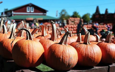 Plan Your Trip To The Best Pumpkin-Themed Destination In The Buffalo Area