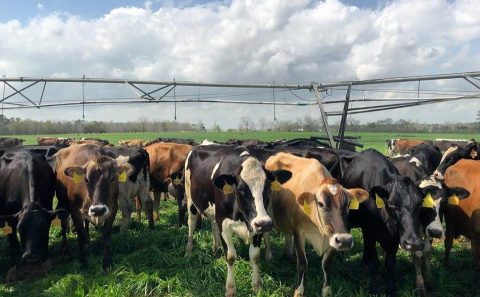 The 140-Acre Farm That Is Quickly Becoming The Reigning Cheese Champ In Georgia