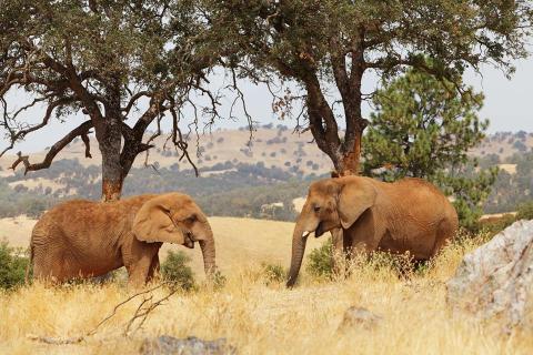 Not Many People Know About This Exotic Animal Sanctuary Right Here In Northern California