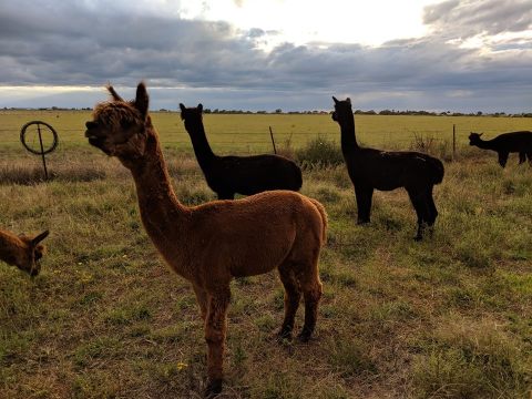 Your Heart Will Melt For Alpacas When You Visit This Farm In New Mexico