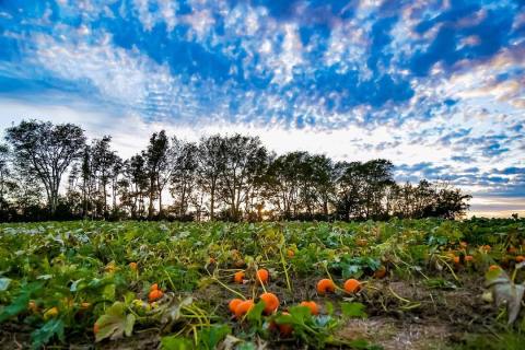 This 200-Acre Pumpkin Farm In Tennessee Is The Classic Fall Experience You Need