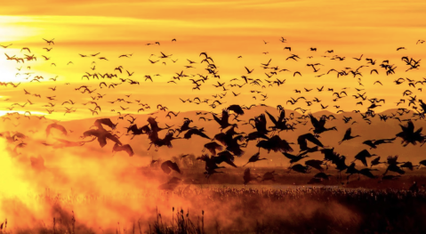 One Of Colorado's Most Incredible Wildlife Spectacles Takes Place In This Unassuming Small Town