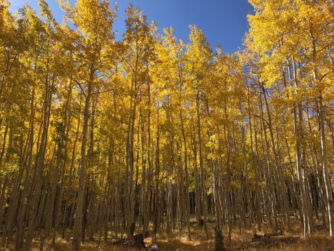 The Awesome Hike That Will Take You To The Most Spectacular Fall Foliage In Arizona