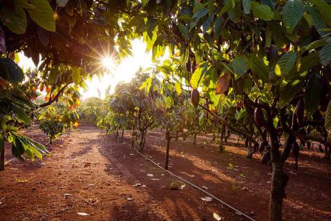 Once You Find This Secret Hawaii Coffee And Chocolate Farm You’ll Visit Again And Again