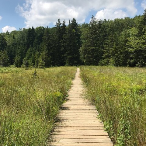 You Won't Want To Wander Off The Trail In This West Virginia Wilderness Area