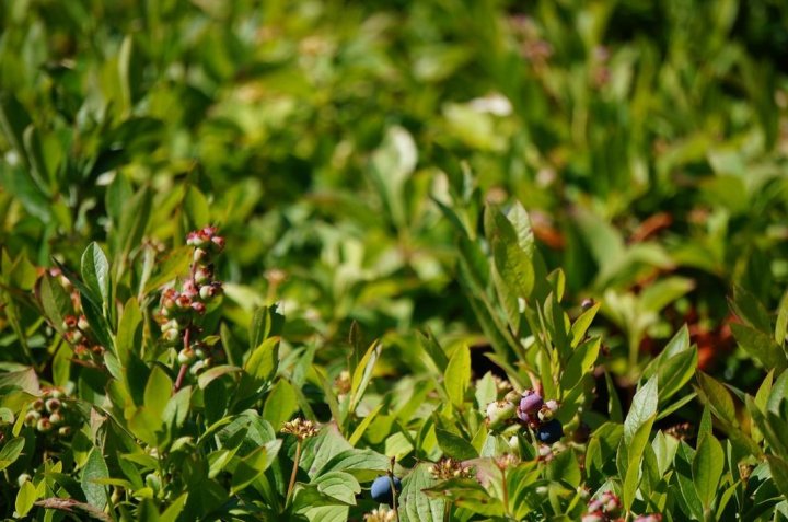 wild blueberry land