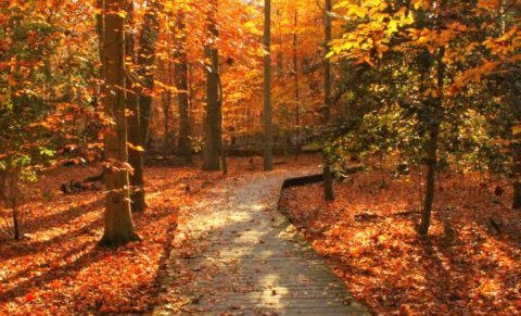 This Magical Hike Through A Virginia Forest Is Unexpectedly Colorful