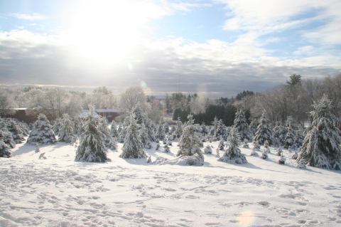 This Christmas Tree Farm In Massachusetts Is Like Walking In A Winter Wonderland