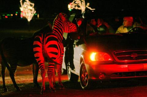 Embark On A Dazzling Drive-Thru Christmas Safari At The Hollywild Animal Preserve in South Carolina