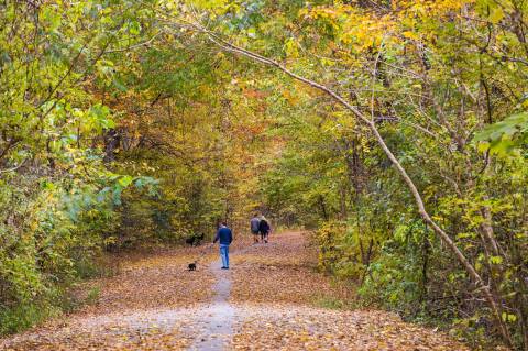 Hike This Ancient Forest In Tennessee That’s Home To 10,000-Year-Old Trees