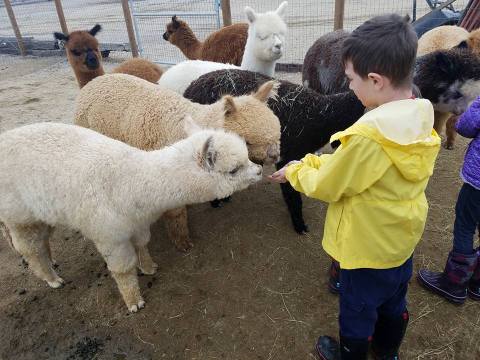 There’s An Alpaca Farm In Nevada And You’re Going To Love It