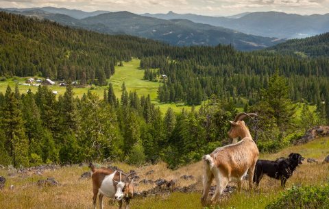 Go Hiking With Goats In Oregon For An Adventure Unlike Any Other