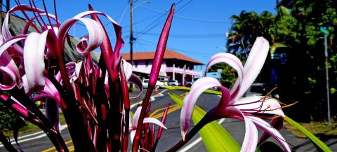 The Tiny Farm Town In Hawaii That's The Perfect Day Trip Destination