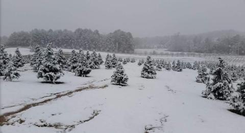 A Visit To This Mississippi Christmas Farm Is Sure To Get You Into The Holiday Spirit