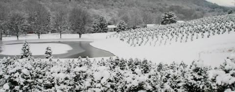 The Charming Christmas Farm Near Pittsburgh Where You Can Cut Your Own Tree