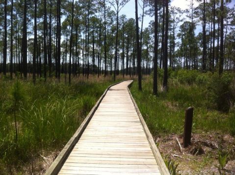 These 8 Incredible Hikes That Are Just A Short Drive From New Orleans