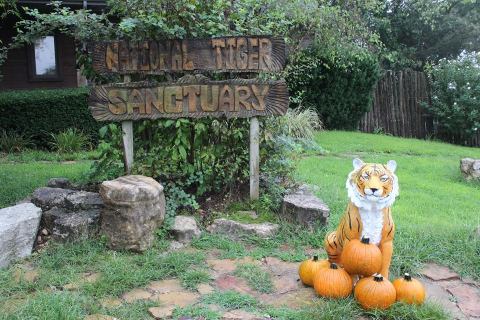 Play With Tigers At This Remarkable Animal Sanctuary Hiding In Missouri