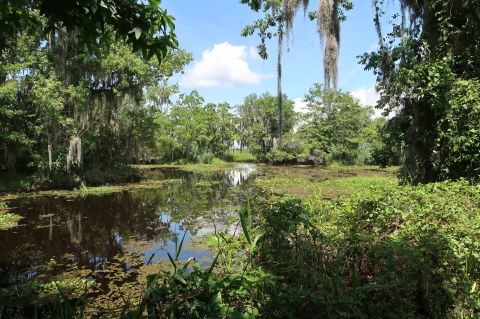 The Underrated Natural Wonder Every New Orleanian Should See At Least Once