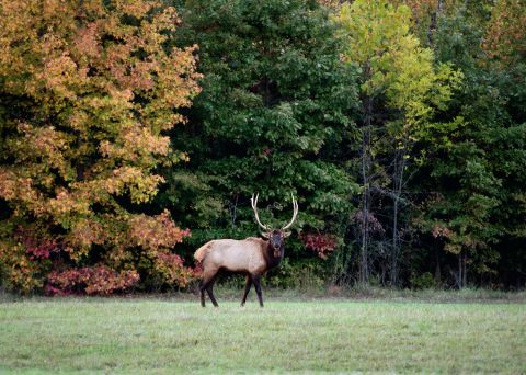 Take This Arkansas Reindeer Trail For A Magical Holiday Adventure