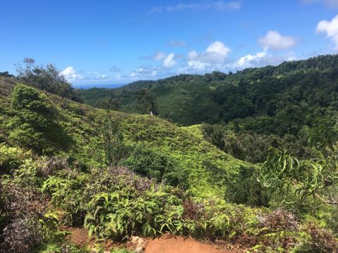 The 5-Mile Forest Trail In Hawaii That's Just Begging To Be Visited