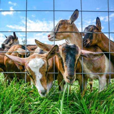 The Barn Yard Animal Encounters At This Indiana Farm Will Warm Your Heart