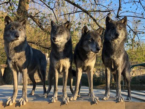 Play With Wolves At This Remarkable Animal Sanctuary Hiding In Indiana