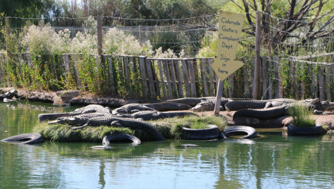 Visit This Fascinating Farm In Colorado That Has The Strangest Collection Of Animals Around