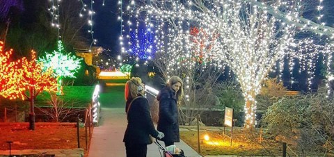 Everyone Should Take This Spectacular Holiday Trail Of Lights In North Carolina This Season