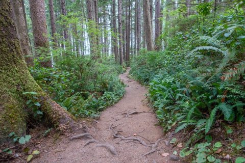 Hike This Ancient Forest In Oregon That’s Home To Hundred-Year-Old Trees