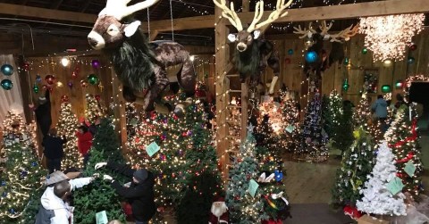 The Christmas Tree Barn In Maryland That Will Light Up Your Holiday Season