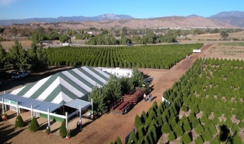 This Magical Christmas Tree Farm In Southern California Feels Like A Fairytale