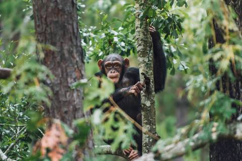 Not Many People Know About This Chimpanzee Sanctuary Right Here In Louisiana